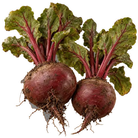 Beetroot, picked