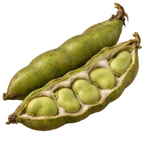 Broad beans, picked