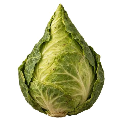 Cabbages, picked