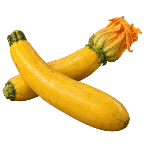 Courgettes, picked