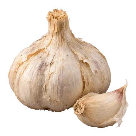 Garlic, picked