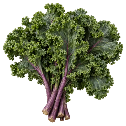 Kale, picked
