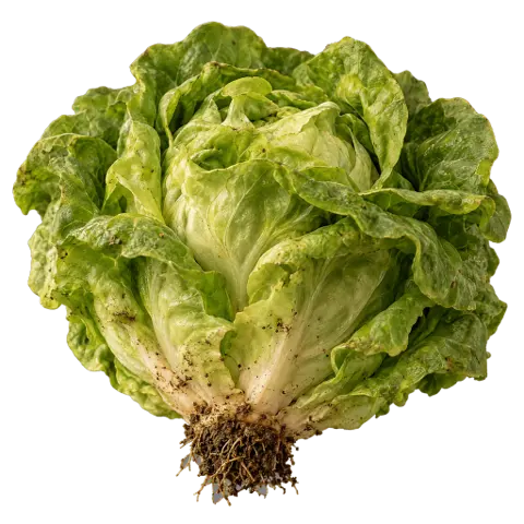 Lettuces, picked