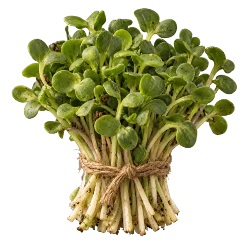 Microgreens, picked