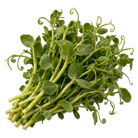Pea shoots, picked