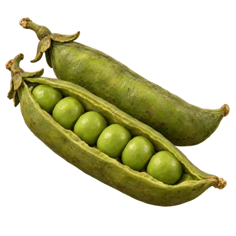 Peas, picked