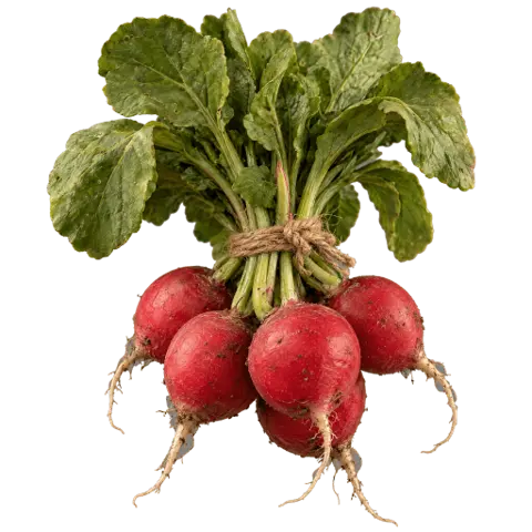 Radishes, picked