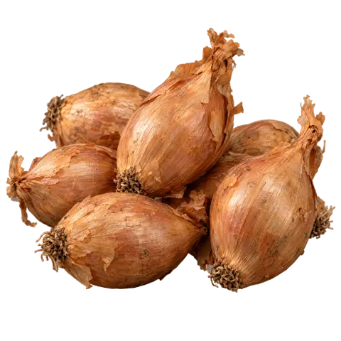 Shallots, picked