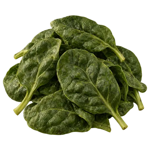 Spinach, picked
