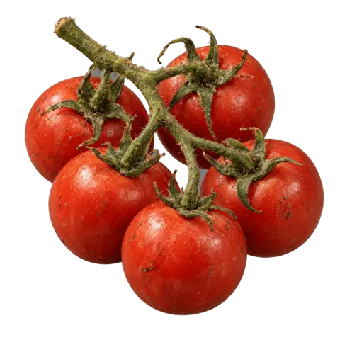 Tomatoes, picked