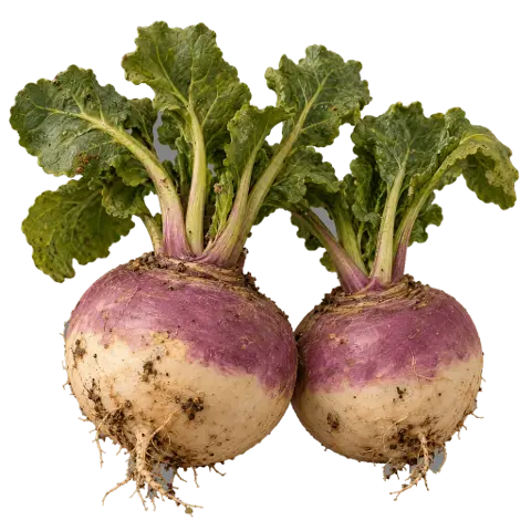Turnips, picked